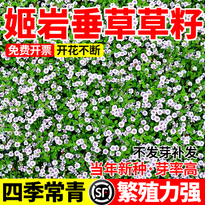 姬岩垂草匍匐草坪种子四季耐寒热