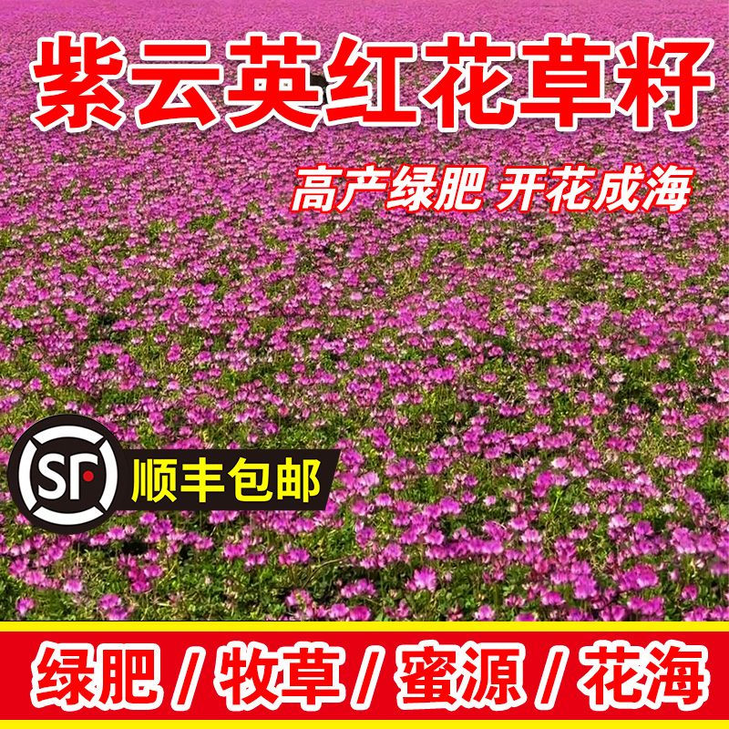 紫云英红花草籽食用野菜