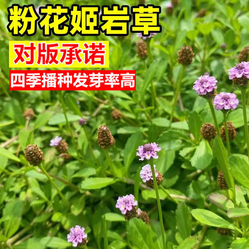 姬岩垂草种子多年生低维护