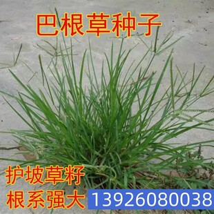 牛筋草种子护坡好草籽野生牛筋草老驴拽铁线草工程绿化巴根草种籽