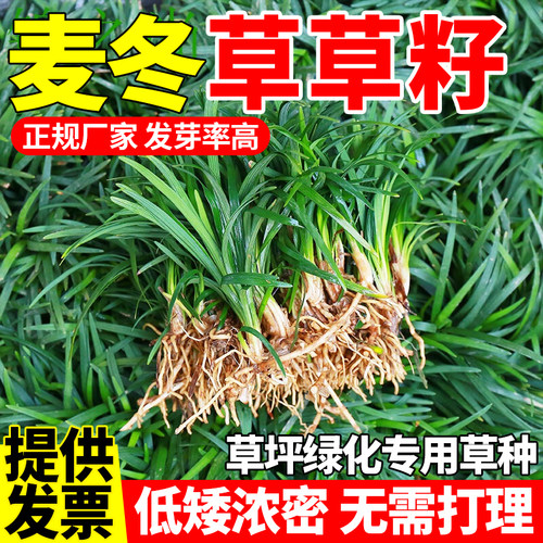 耐寒细叶麦冬草籽庭院绿化