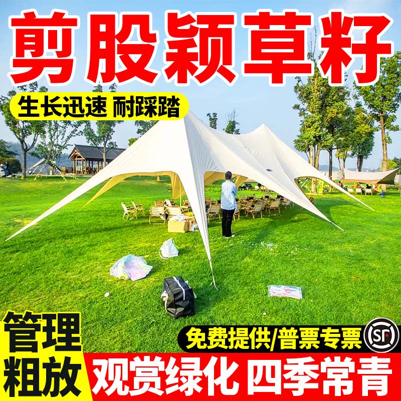 剪股颖草籽庭院绿化庭院别墅四季常青耐踩踏绿化耐寒草坪种子包邮