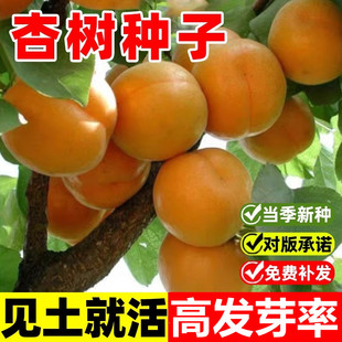 杏树种子果树种子家杏核种子杏子树种子可以嫁接各种优良杏树种籽