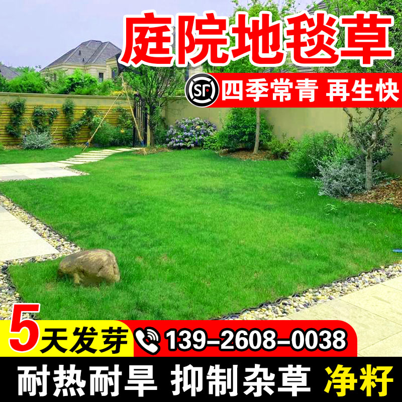 耐践踏公园四季常青草坪草籽小区