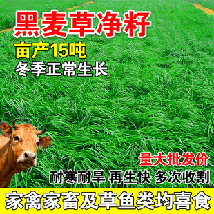 黑麦草净籽四季高产畜牧养殖草种喂鸡牛羊鱼草多年生耐寒牧草种子