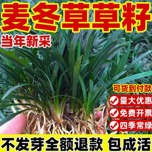 新采麦冬草种子多年生宽叶矮化金边麦冬草籽日本矮麦冬苗绿化种籽