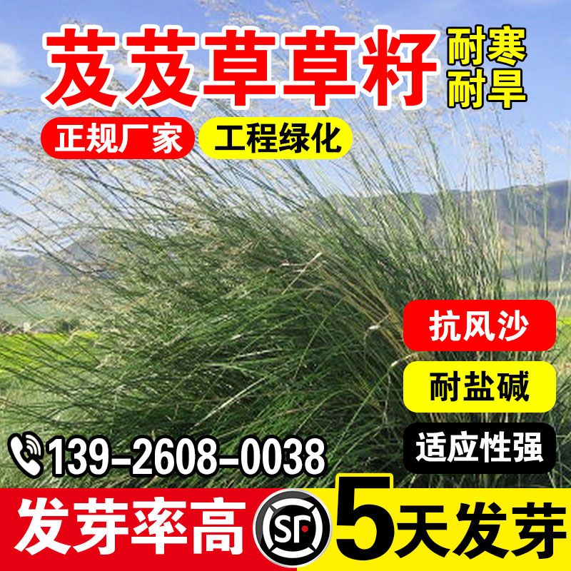 耐旱草籽高产耐旱草籽防风固沙