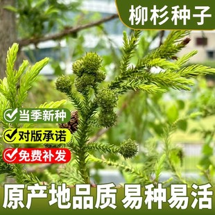 新采杉木种子刺杉种子沙树杉树种子水杉柳杉冷杉落羽杉油杉树种子
