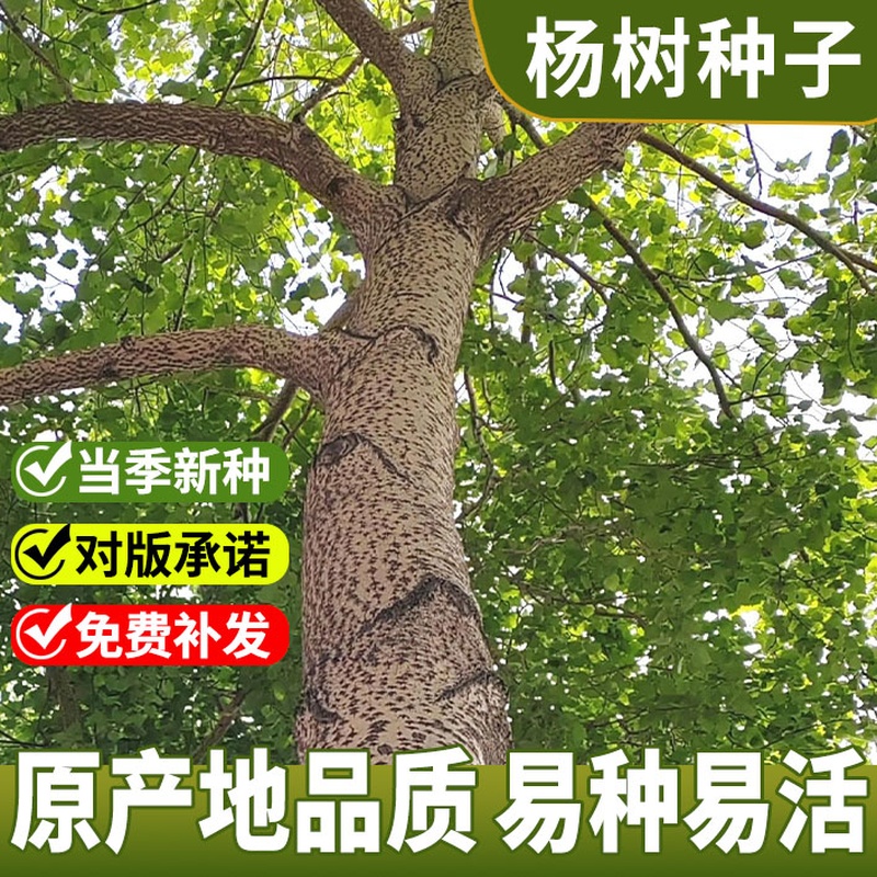 杨树白毛杨种子四季种植