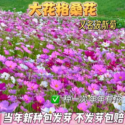 波斯菊格桑花庭院易活