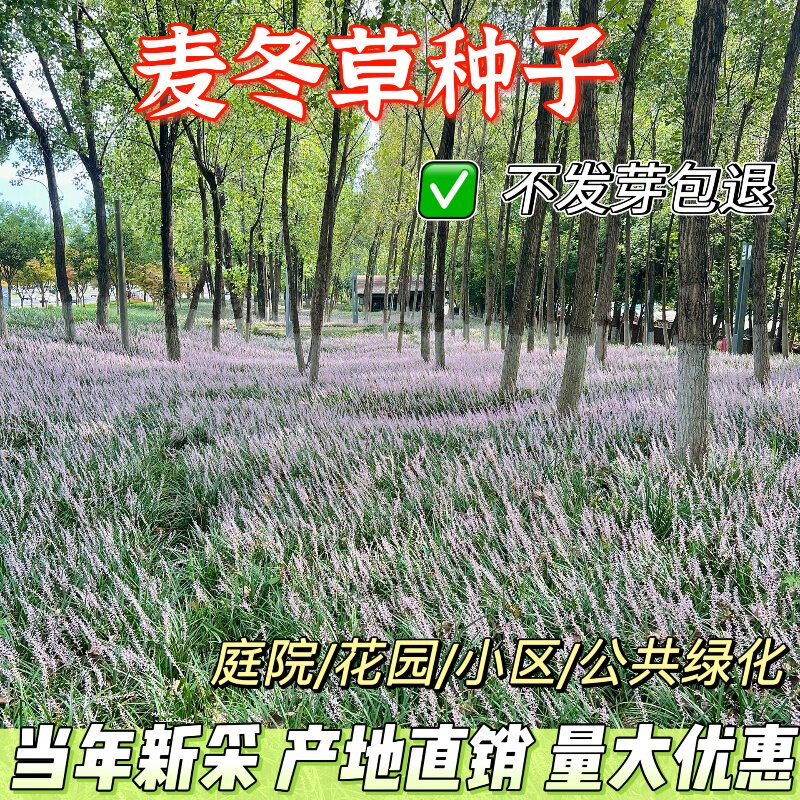 新采药材麦冬草种子玉龙草金边麦冬草日本矮麦冬草籽矮脚麦冬种子