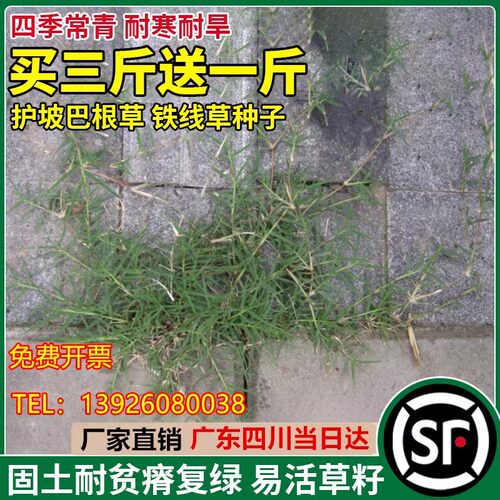 巴根草种子护坡固土四季常青