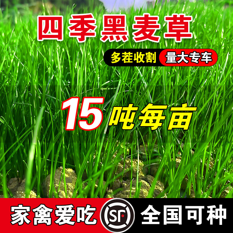 四季黑麦草多年生黑麦草种子四季常青鸡鸭鹅猪牛羊鱼草种籽