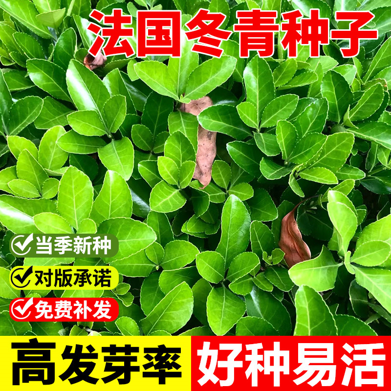 法国冬青树种子北海道黄杨绿化苗