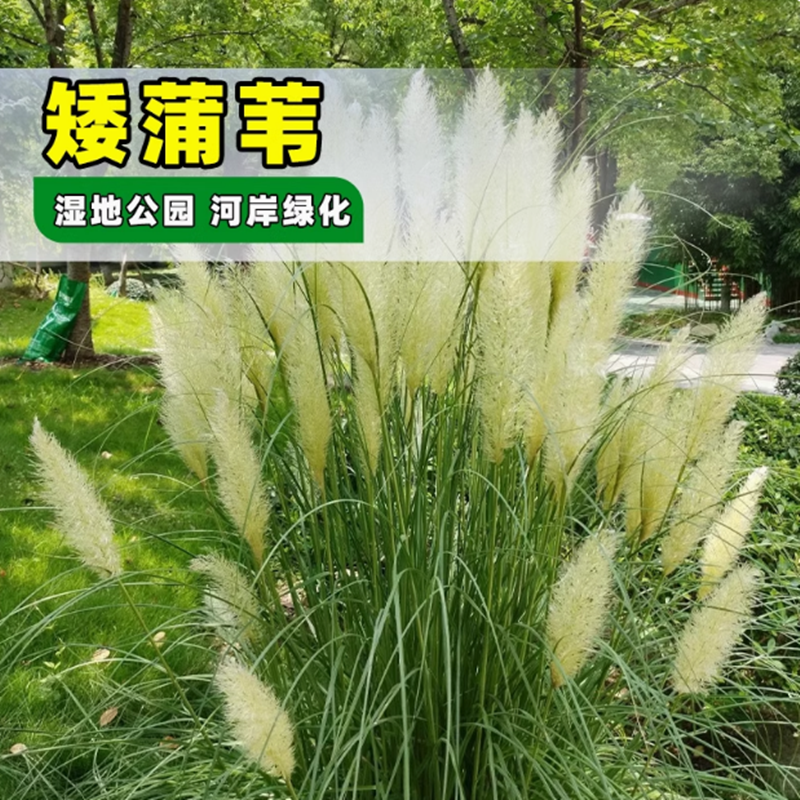 观赏草种子蓝羊茅兔尾粉黛乱子草进口蒲苇种子多年生耐寒矮生盆栽