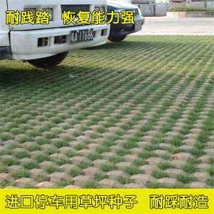 停车场草籽 草坪砖专用草坪种子不修剪 低矮耐踏草种 四季常青