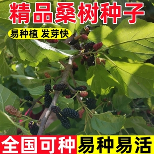 桑树种子桑葚树果四季种植易活大叶强桑弄桑高蛋白可做饲料桑种籽