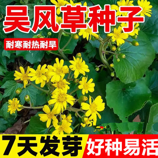 吴风草种子四季种植大吴风草蜈蚣草籽花草种子八角乌种子