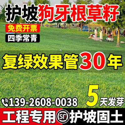 狗牙根草籽四季常青耐热耐旱