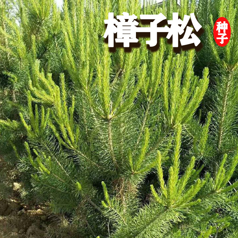 樟子松树种子抗寒松树种籽图片
