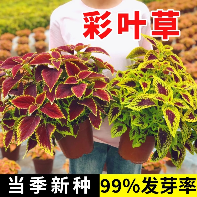 彩叶草花种子观叶花卉