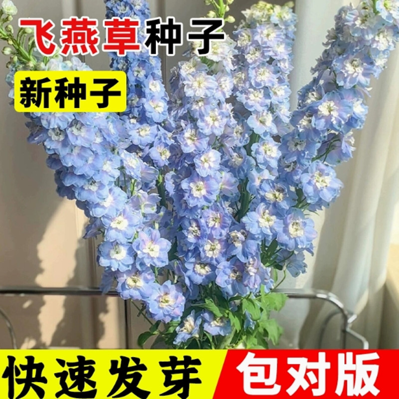 大花 飞燕 花种 宿根 耐寒 绿化 花籽易活