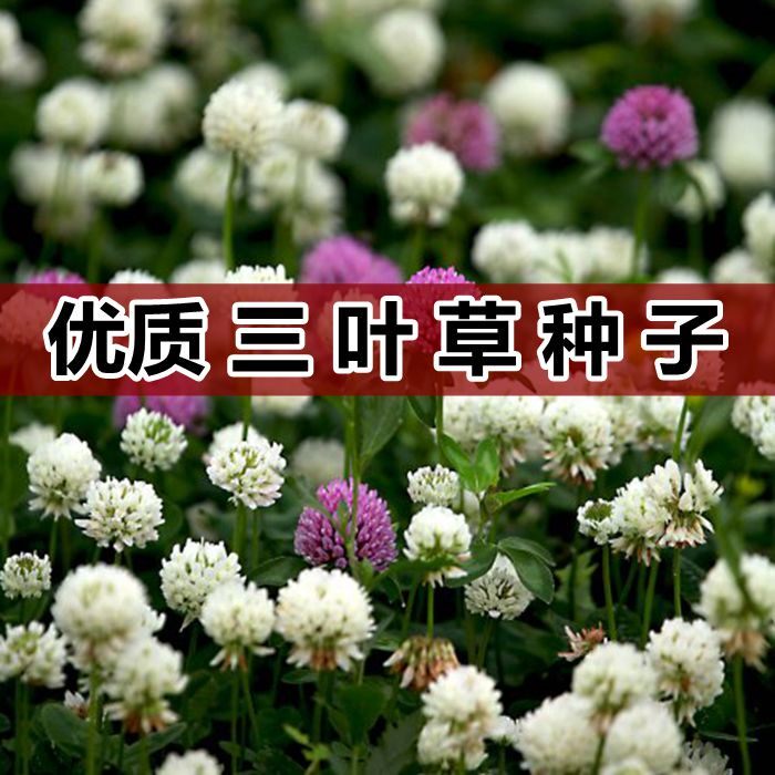 白三叶草种子 红三叶草种籽 四季青多年生草坪果园绿肥牧草草籽