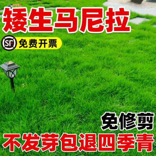 草坪马尼拉籽四季常青皮真
