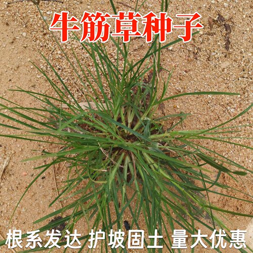 牛筋牧草种子护坡固土