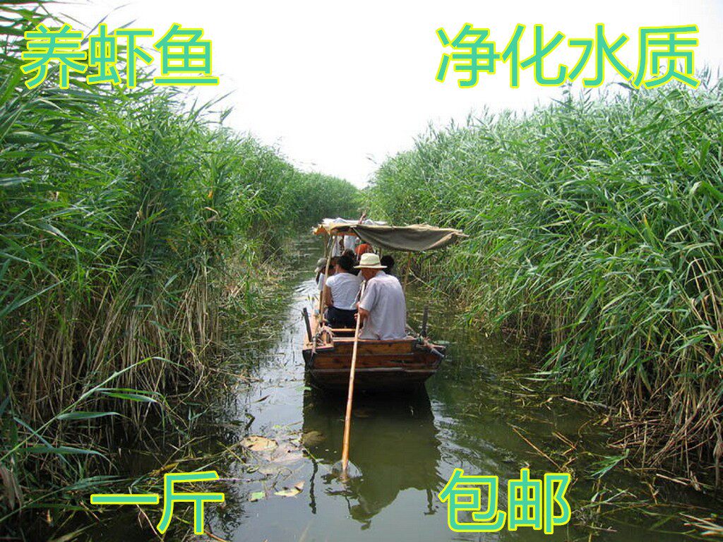 包邮芦苇种子水生植物水草养虾鱼净化水质池塘水塘防泥土流失植物