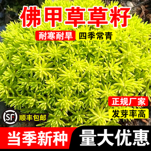 佛甲草草籽草金叶佛甲草皮种植盘批发常绿绿植别墅屋顶佛甲草籽