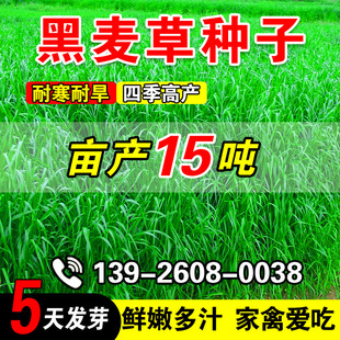 黑麦草种子畜牧养殖家禽喜食高蛋白牧草草籽四季高产多茬收割种籽
