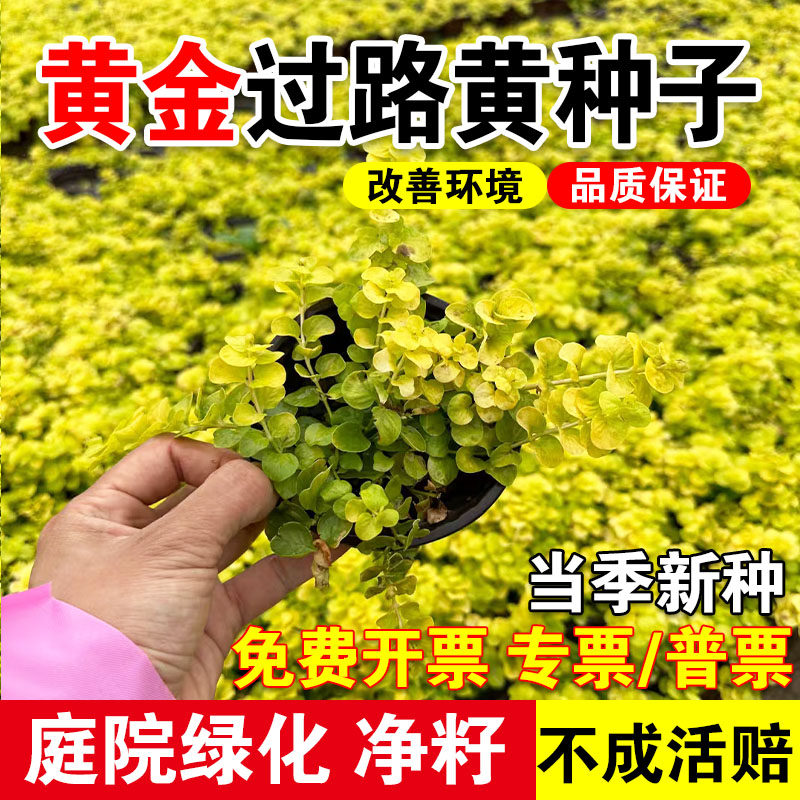 过路黄草籽中华景天种子常绿观叶植物佛甲草种子黄金串吊兰