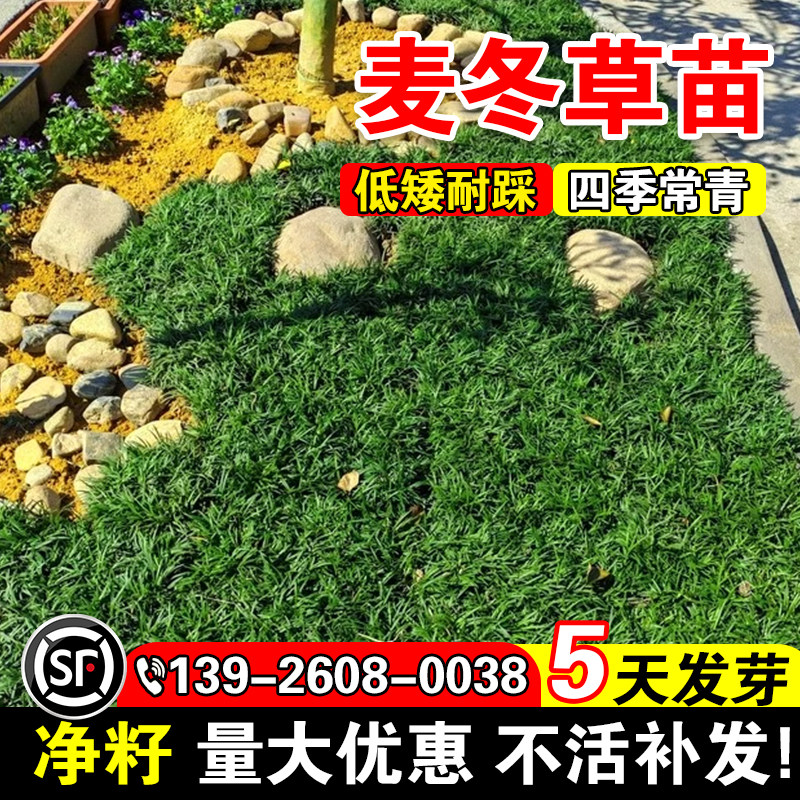 麦冬草苗玉龙草日本矮麦冬草种籽细叶麦冬庭院绿化种子