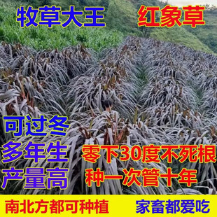 紫色红象草种节皇竹草红色无毛甜象草种子多年生四季耐寒牛羊牧草