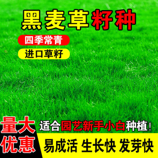 黑麦草籽种畜牧养殖家禽喜食高蛋白牧草草籽四季高产多茬收割种籽