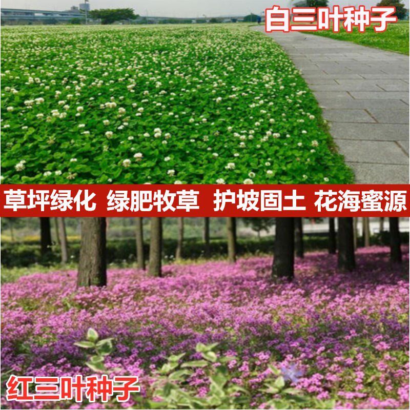 三叶草种子红白花三叶草籽四季绿化牧草坪幸运草果园绿肥花草种籽