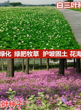 三叶草种子红白花三叶草籽四季绿化牧草坪幸运草果园绿肥花草种籽