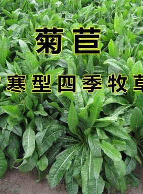 牧草将军菊苣种籽养殖四季种子大叶草籽苗阔叶多年生比利时菊巨菜