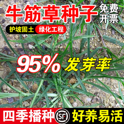 边坡工程绿化种子耐寒耐旱草籽