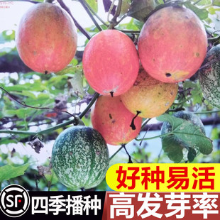 新瓜蒌种子吊瓜子栝楼糖瓜籽落叶爬藤四季盆栽材种籽