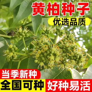 黄柏种子黄檗圆柏檗木黄菠萝籽川黄柏种子林木树种子