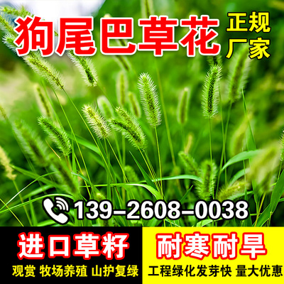狗尾巴草花矿山复绿野草种籽
