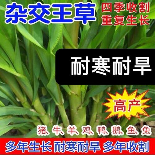 多年生牧草种子四季常青耐寒杂交王草籽养羊养牛鸡鸭兔高丹王牧草