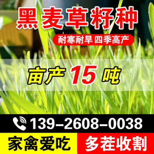 黑麦草籽种四季高产畜牧养殖草种喂鸡牛羊鱼草多年生耐寒牧草种子