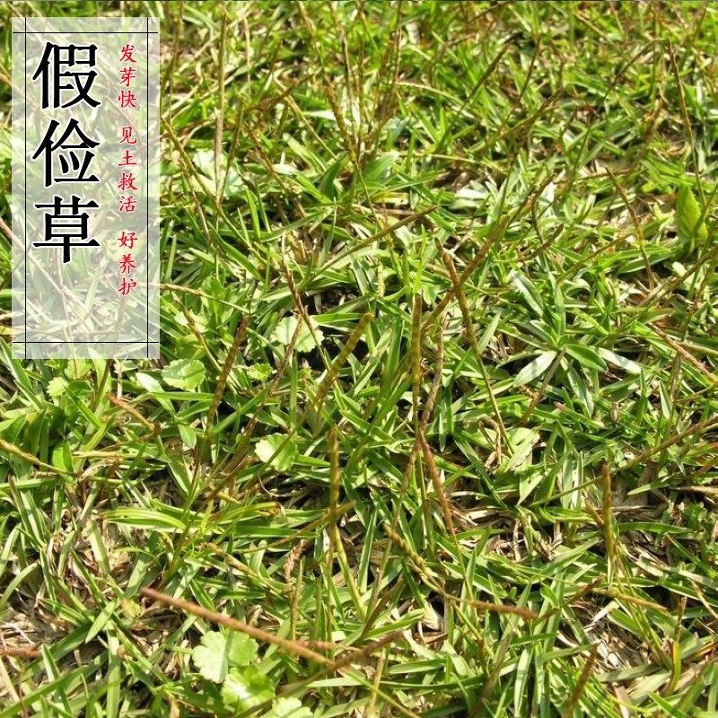 假俭草草籽阔叶草蜈蚣草耐践踏绿化护坡护埂护堤草坪种子根系发达