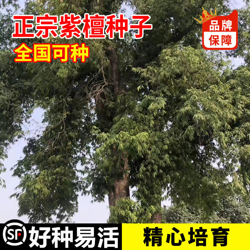 紫檀种子小叶紫檀庭院盆景树种子盆栽植物室内办公室四季常青种子