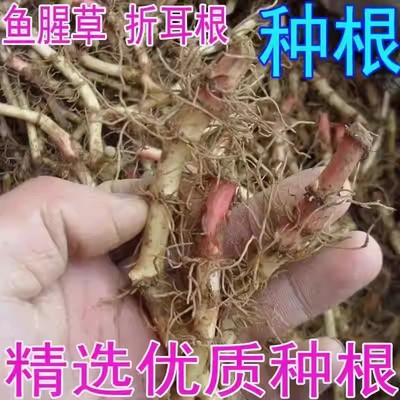 四季可种鱼腥草种子折耳根种根