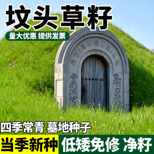 坟头草籽坟头绿化多年生草籽响铃草籽长镰草籽坟地清明草籽多年生