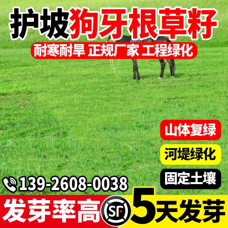 护坡狗牙根草籽四季常青耐热耐旱护坡固土边坡绿化工程草种子包邮